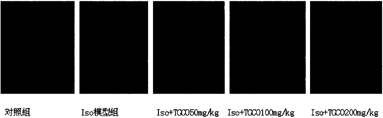 Application of total glycoside from cornus officinalis to preparation of medicine for preventing and curing ventricular remodeling