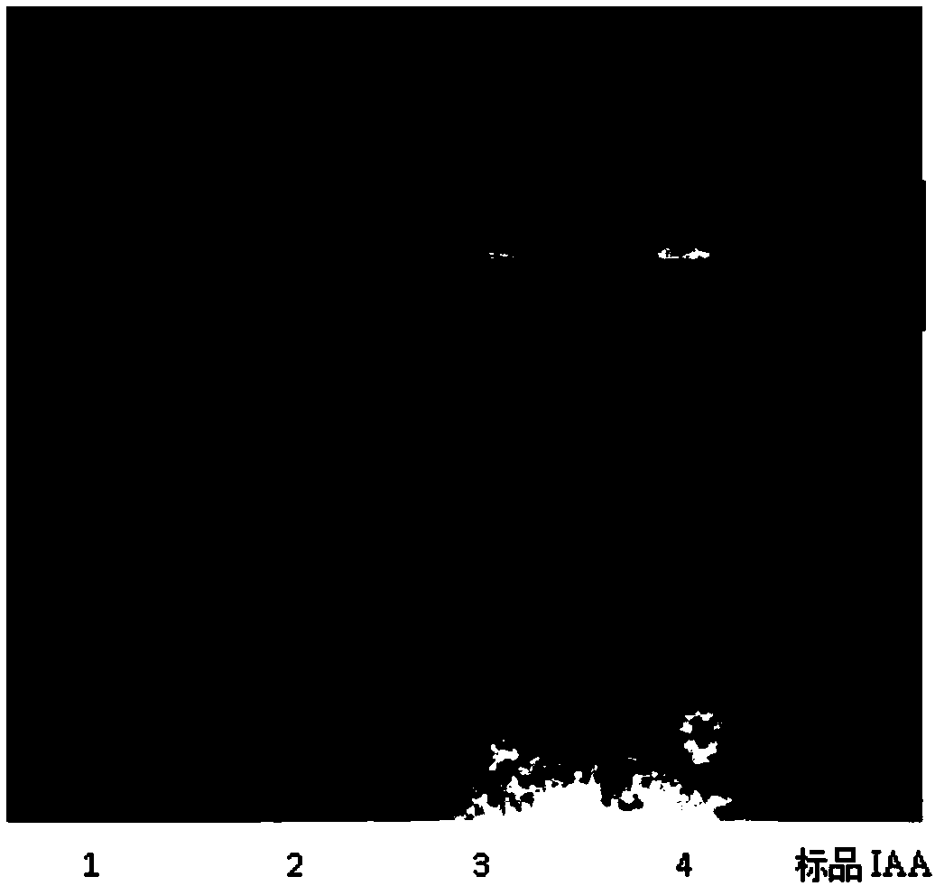 Identification and application of IAA in secondary metabolite of streptomyces roseoflavus strain NKZ-259