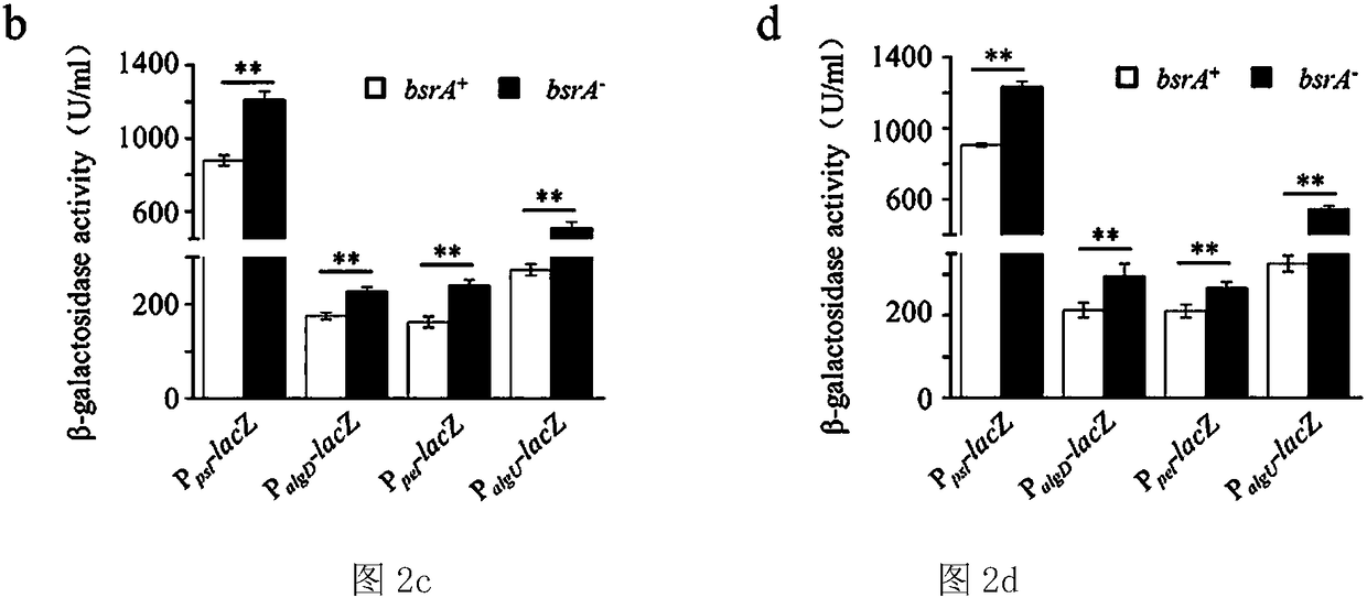 Novel reporter gene system applied to screening of biofilm inhibitor