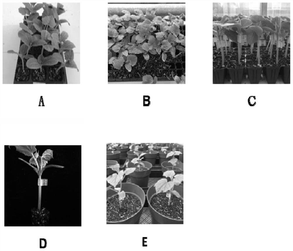 Method for growing seedlings by casing grafting on top of zero cotyledons of cucumber rootstock