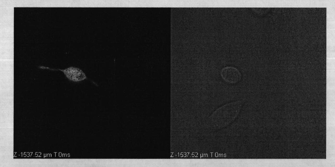 Direct monitoring method of mast cell degranulation