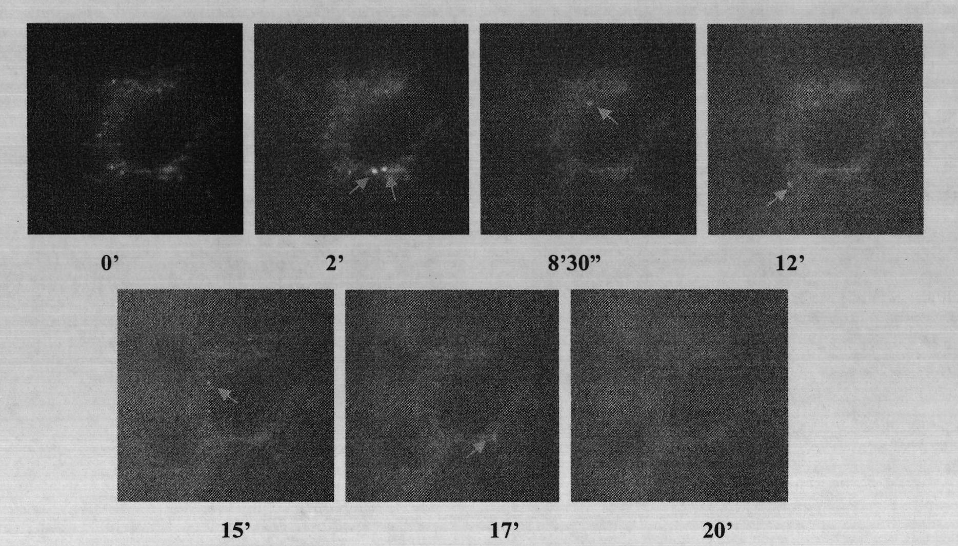 Direct monitoring method of mast cell degranulation