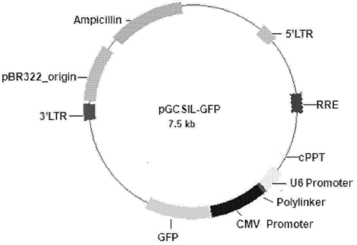 Use of human zfx gene and related medicines