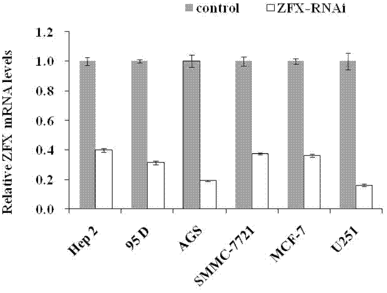 Use of human zfx gene and related medicines