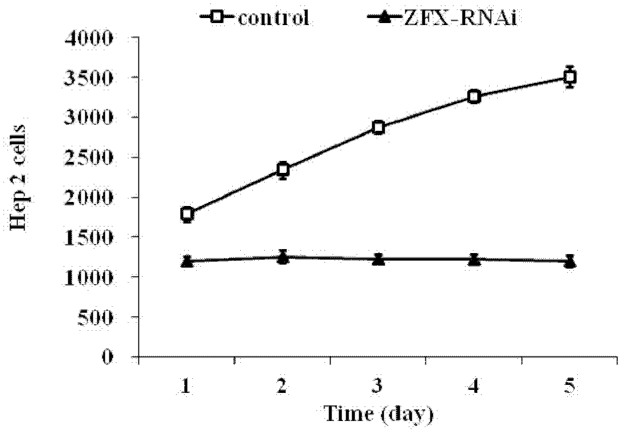 Use of human zfx gene and related medicines