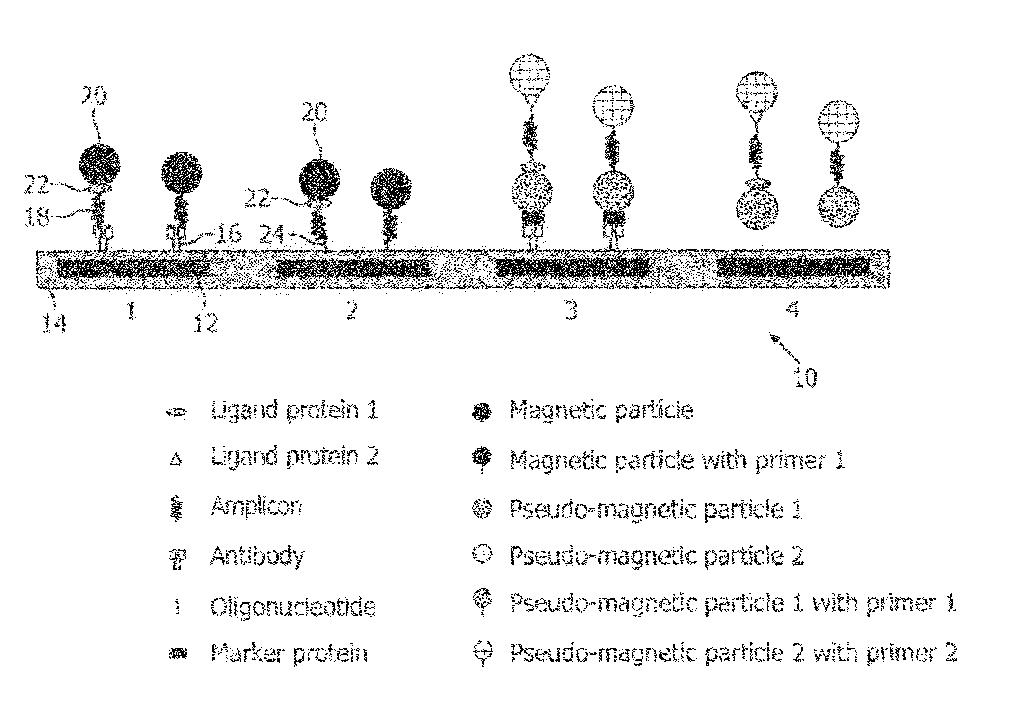 Monitoring of enzymatic processes by using magnetizable or magnetic objects as labels