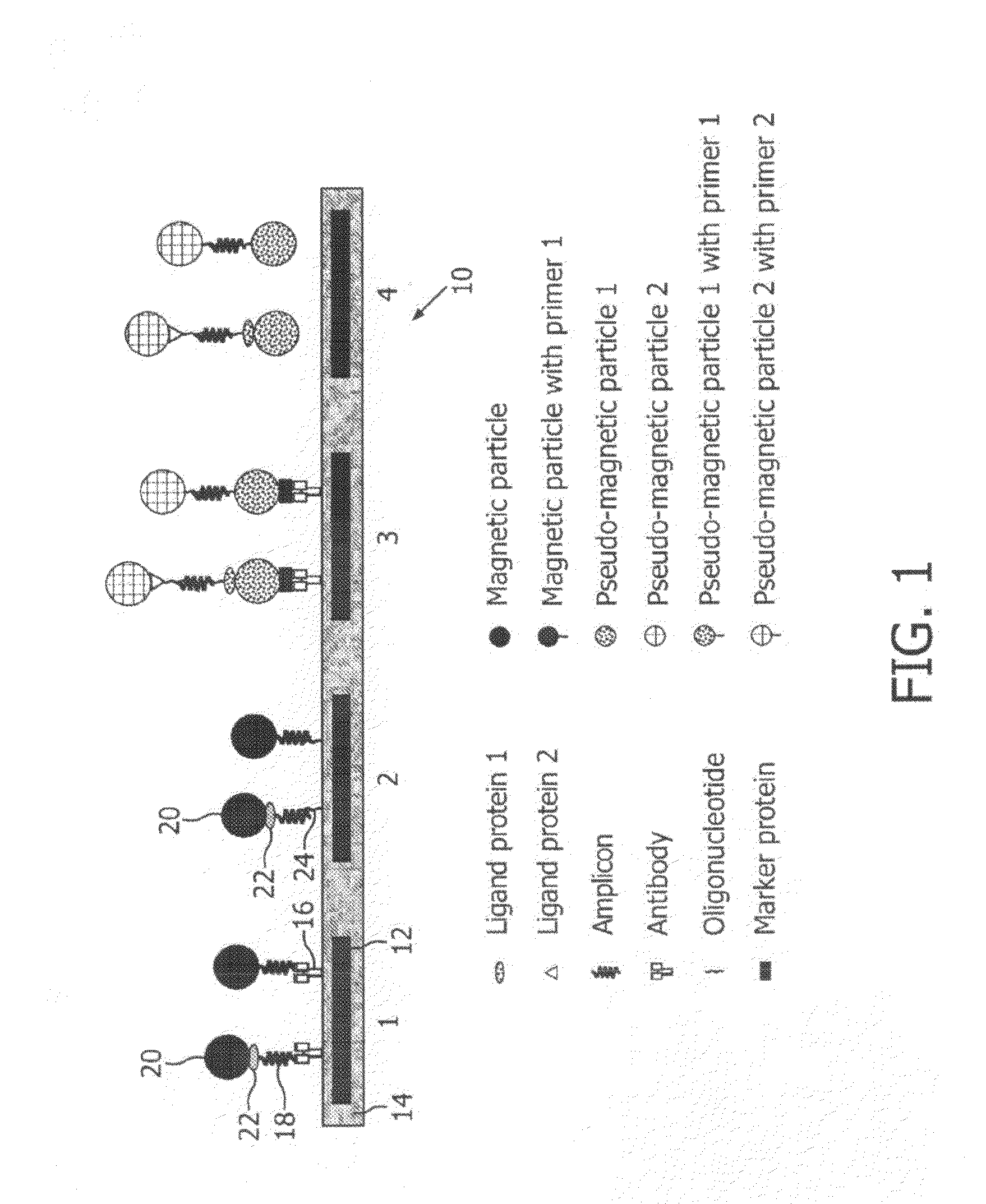 Monitoring of enzymatic processes by using magnetizable or magnetic objects as labels