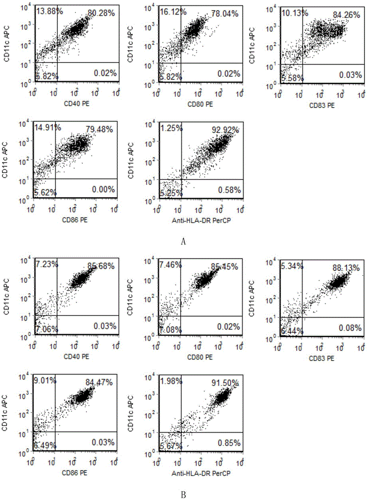 Preparation method of HLA-A0201 restriction AFP antigen specific CTL