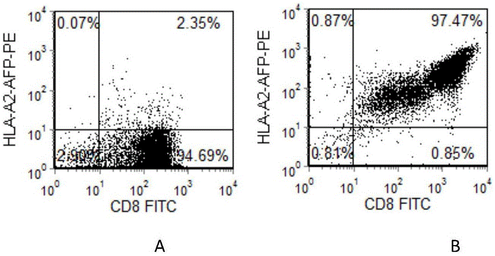 Preparation method of HLA-A0201 restriction AFP antigen specific CTL