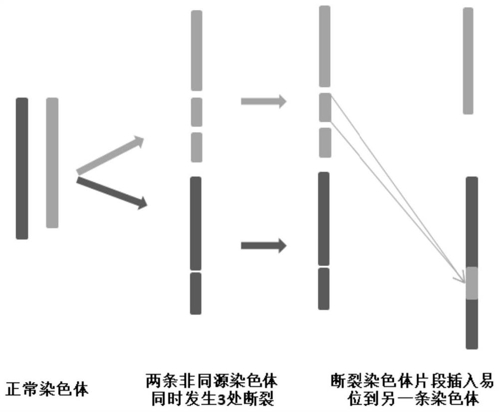 Method for identifying chromosome insertion translocation carried embryo and normal embryo