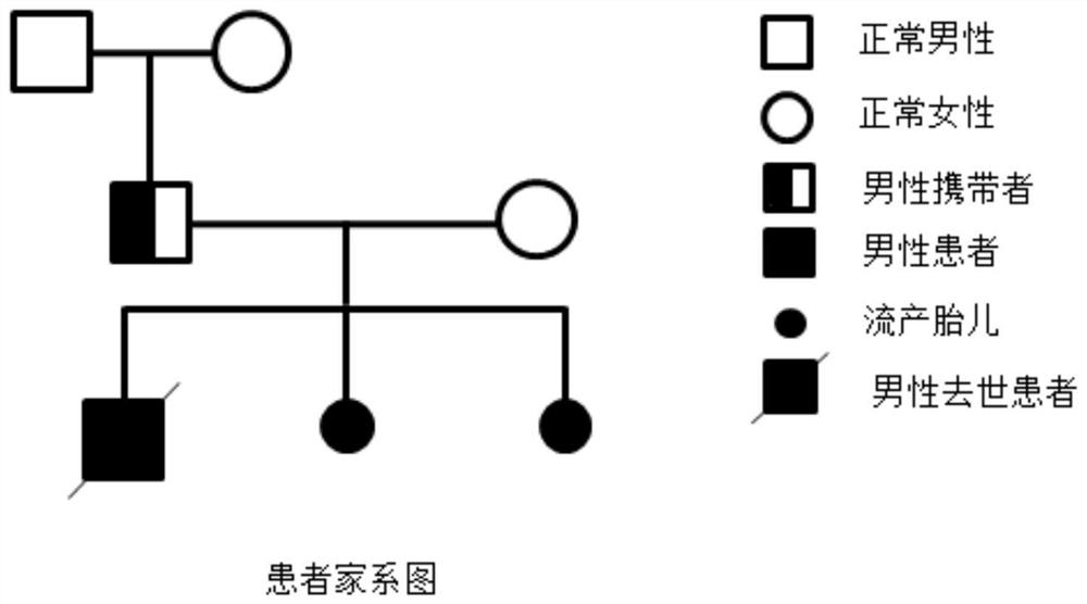 Method for identifying chromosome insertion translocation carried embryo and normal embryo