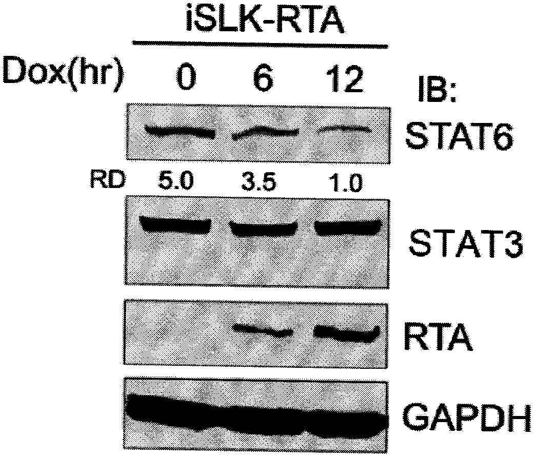 Human herpes virus hominis pyrolysis, reproduction and activation host marker and purpose thereof