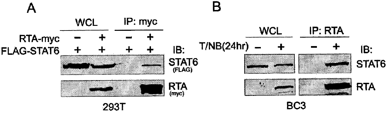 Human herpes virus hominis pyrolysis, reproduction and activation host marker and purpose thereof