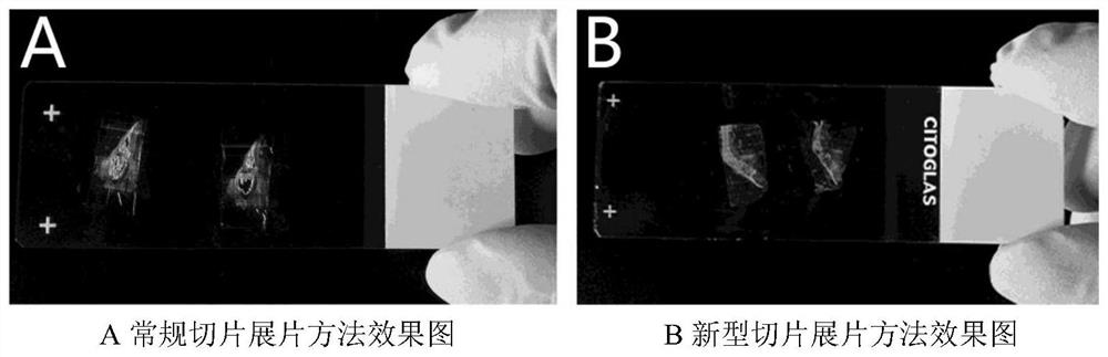 A method and device for displaying hard tissue pathological slices