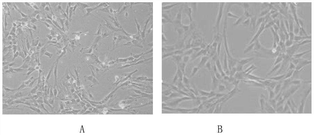 A kind of preparation method of medical cell repairing agent