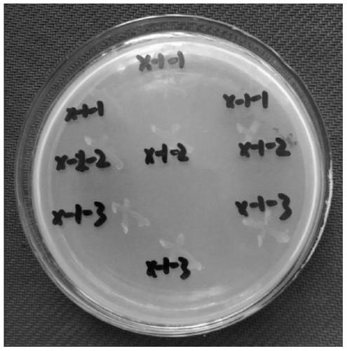 Pseudomonas potassium-solubilizing bacteria and application thereof