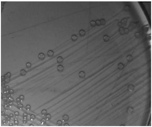 Pseudomonas potassium-solubilizing bacteria and application thereof