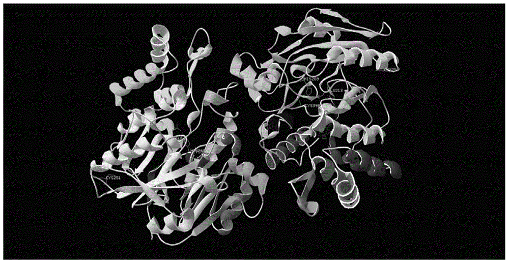 Mycoplasma arthritis arginine deiminase mutant and its application