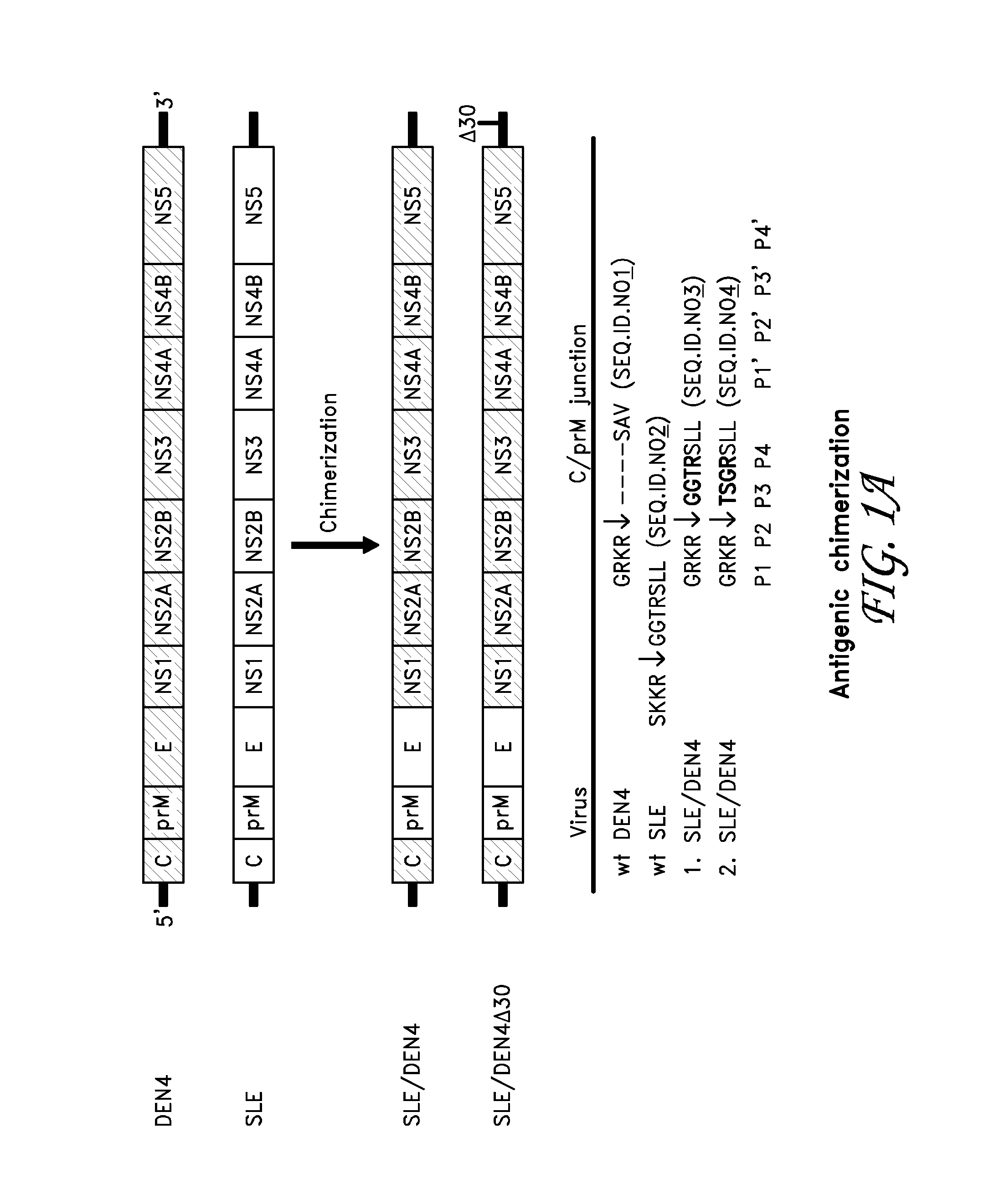 Chimeric sle/dengue type 4 antigenic viruses