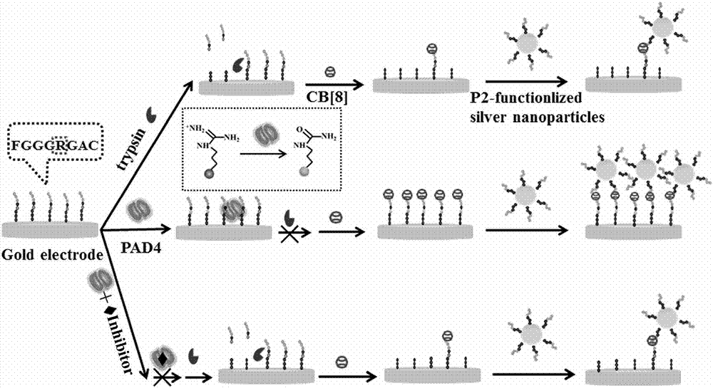 Biosensor for detecting peptidylarginine deiminases, and preparation method and application thereof