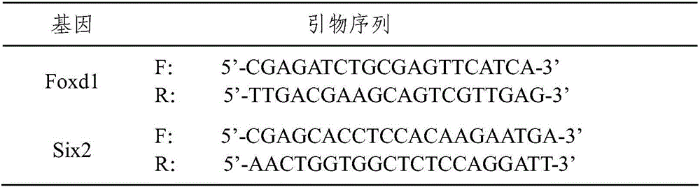 Preparation method of metanephric mesenchyme cells