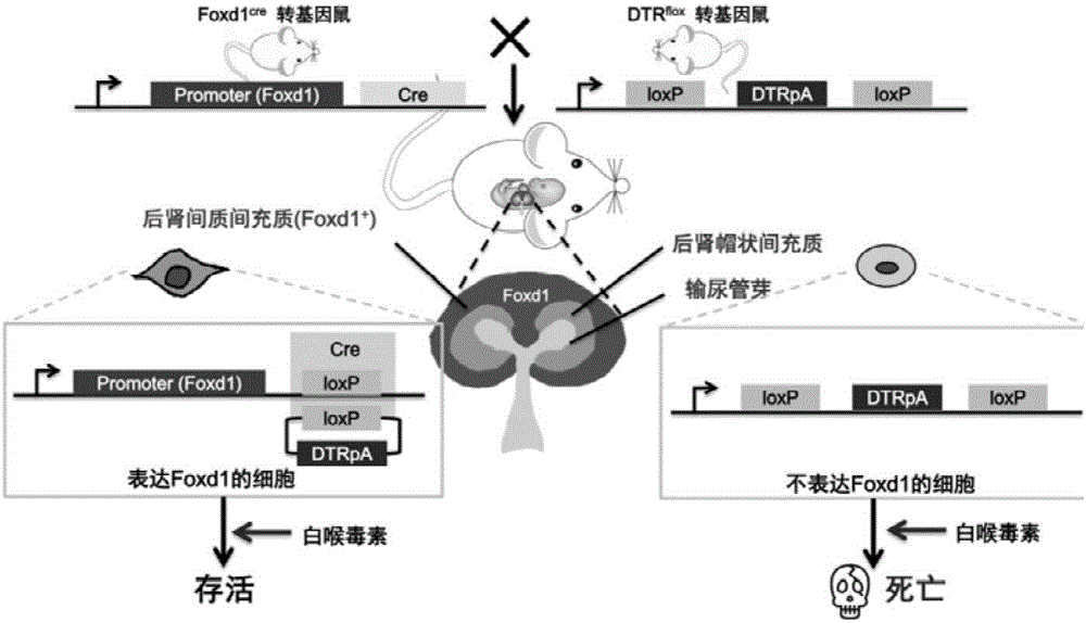 Preparation method of metanephric mesenchyme cells