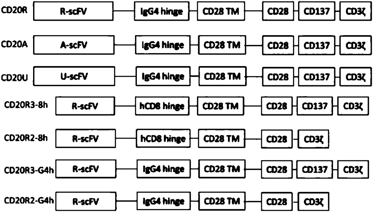 Chimeric antigen receptor (CAR) against CD20 antigen and application thereof