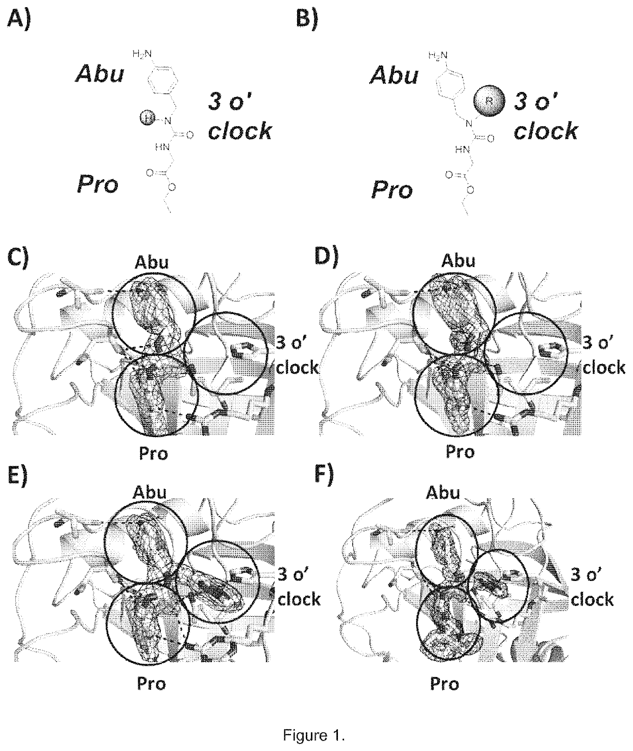 Compounds for the modulation of cyclophilins function