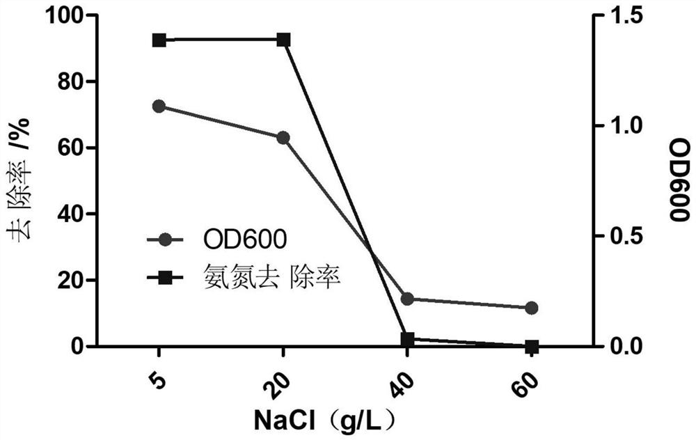 Citrobacter freundii as11 and its application in sewage treatment