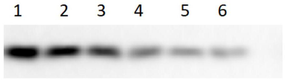 Human chorionic gonadotropin peptide aptamer as well as preparation method and application thereof