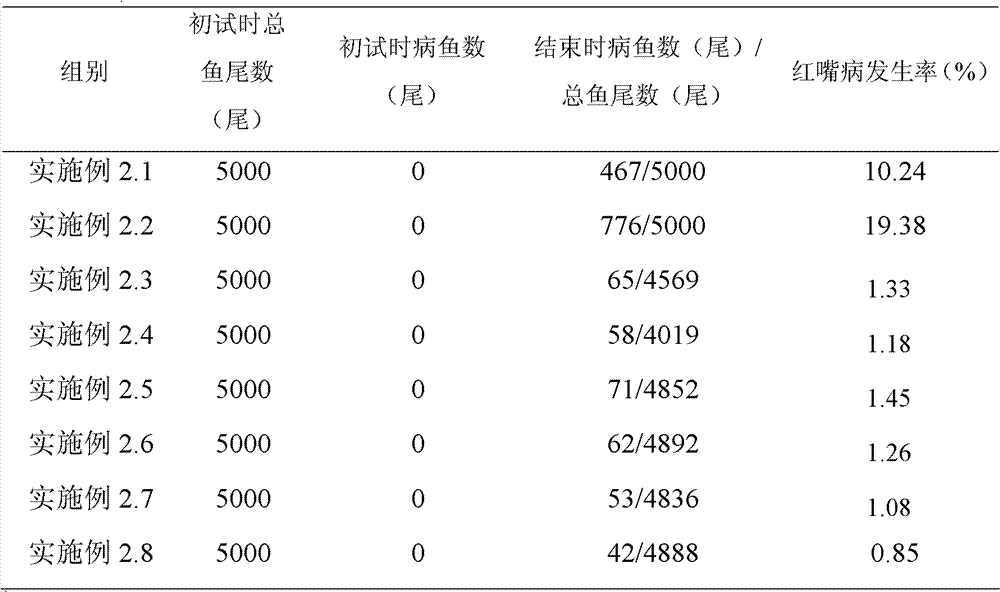 Application of Bdellovibrio nectophore in preparing bactericide for controlling red mouth disease of scophthalmus maximus