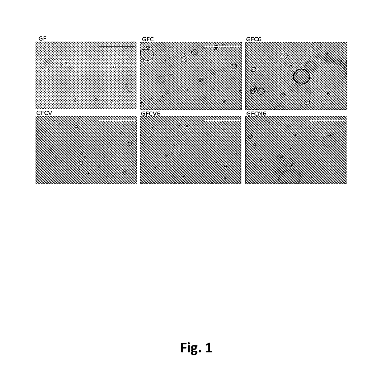 Methods for controlled proliferation of vestibular stem cells / generating inner ear hair cells using wnt and tgfbeta-inhibition