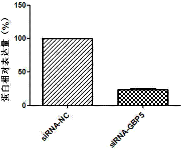 Diagnostic marker for abdominal aortic aneurysm