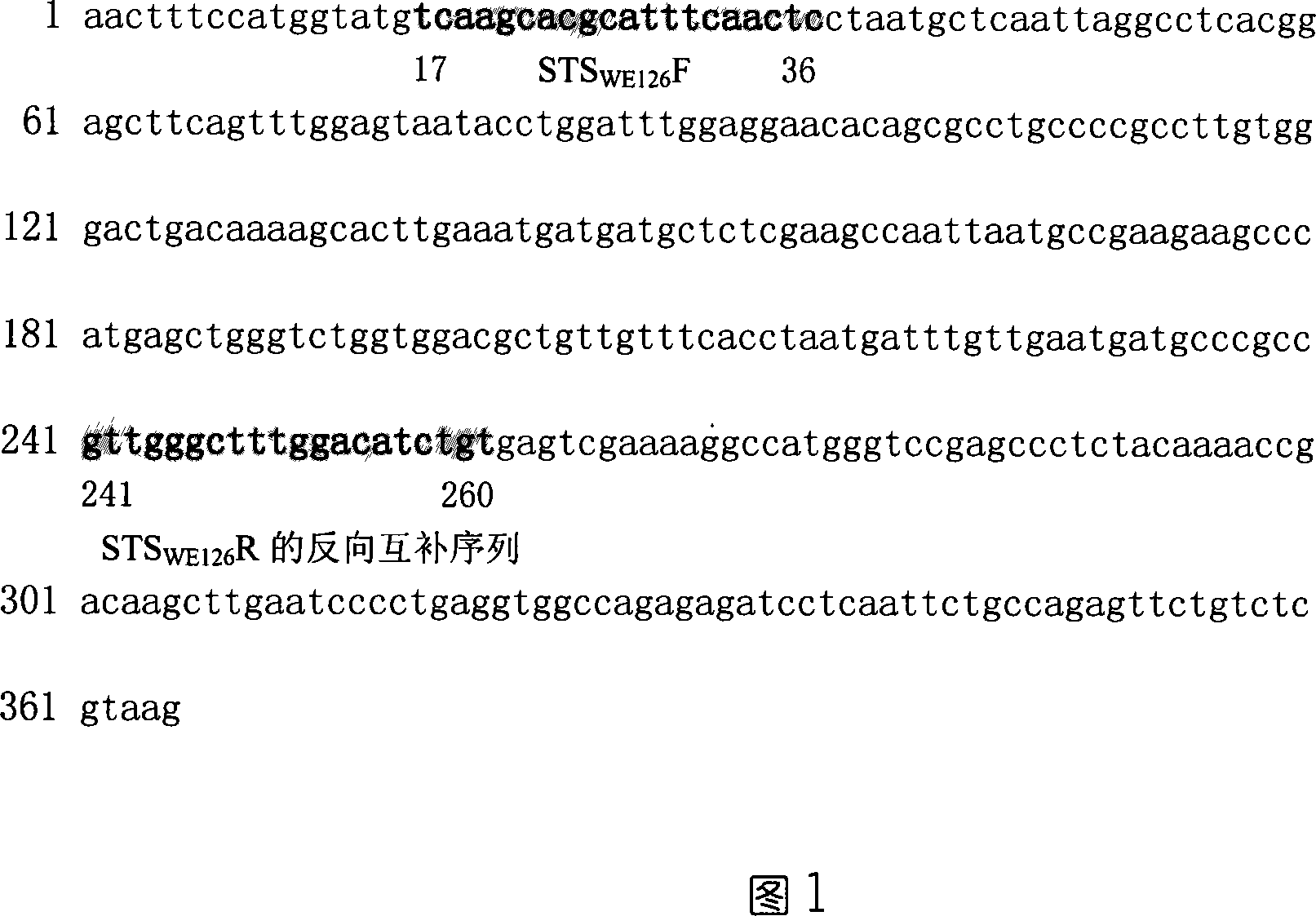 EST-STS marking primer 1 with differential rye1RS chromosome, screening method and use