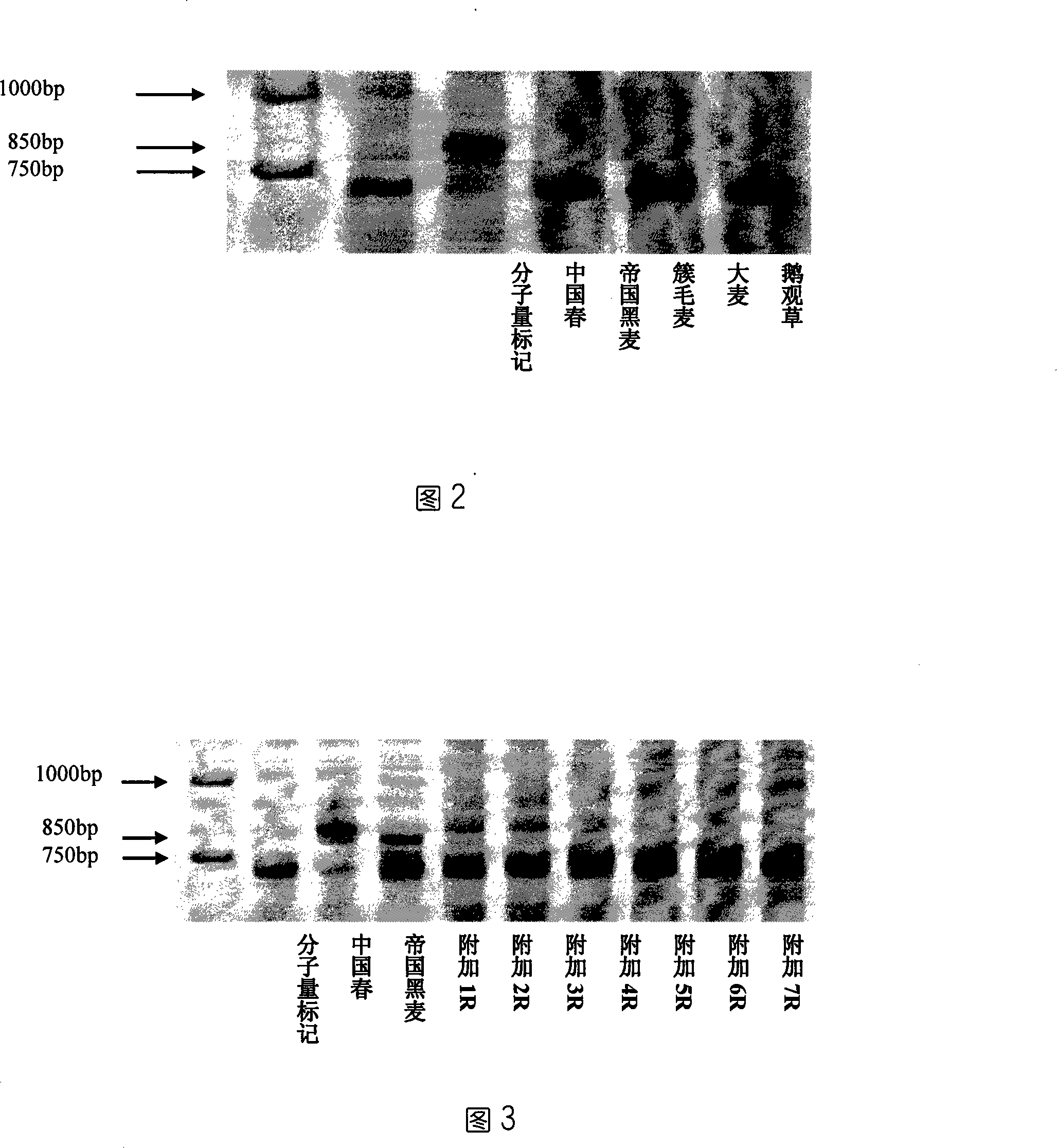 EST-STS marking primer 1 with differential rye1RS chromosome, screening method and use