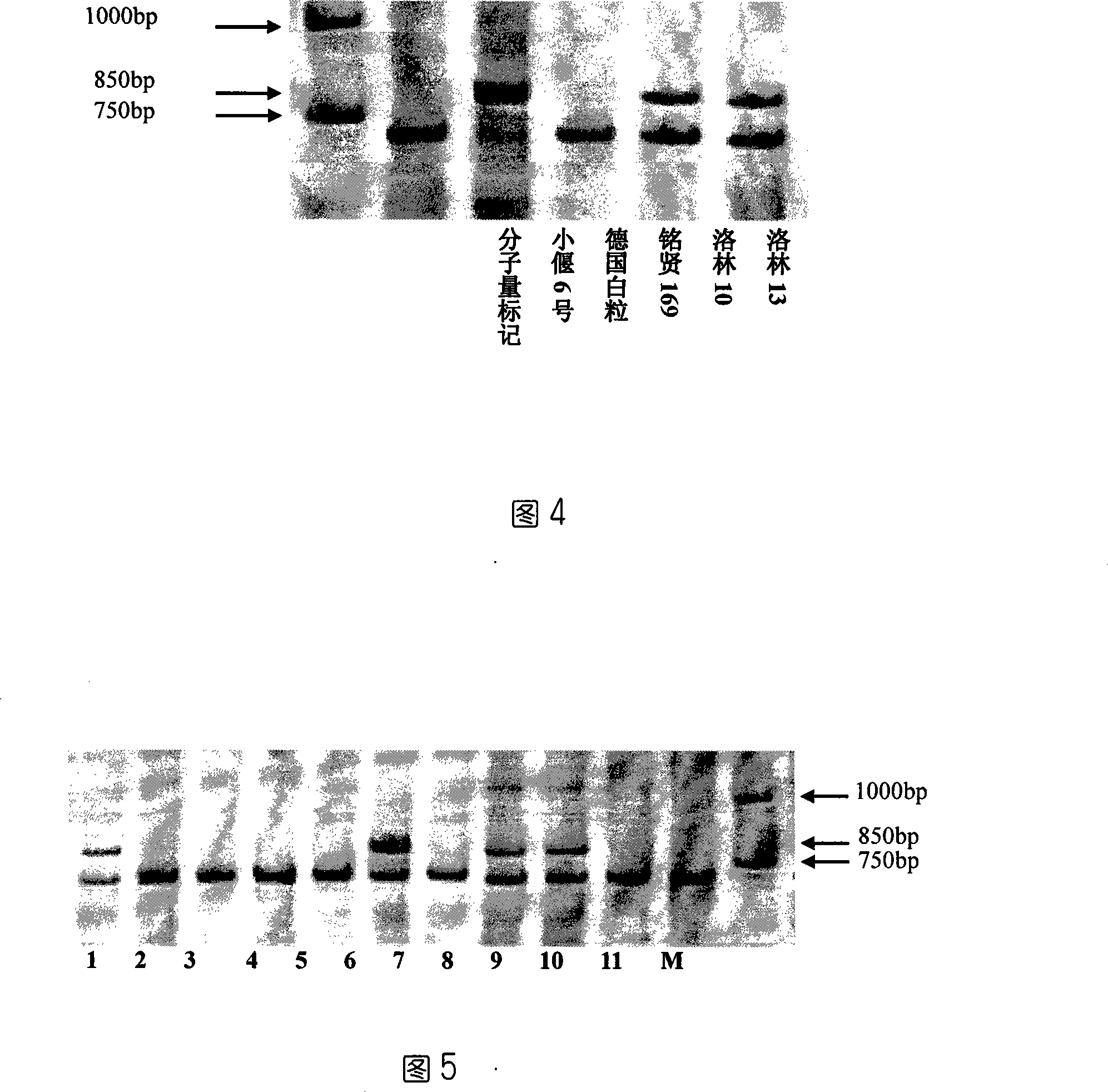 EST-STS marking primer 1 with differential rye1RS chromosome, screening method and use