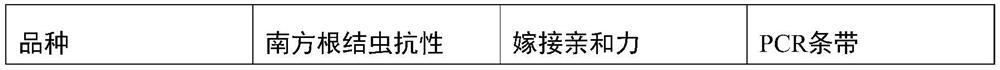 Molecular marker for predicting Meloidogyne incognita resistance of Prunus sogdiana