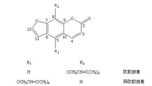 Method for separating and purifying isoimperatorin and imperatorin from angelica dahurica