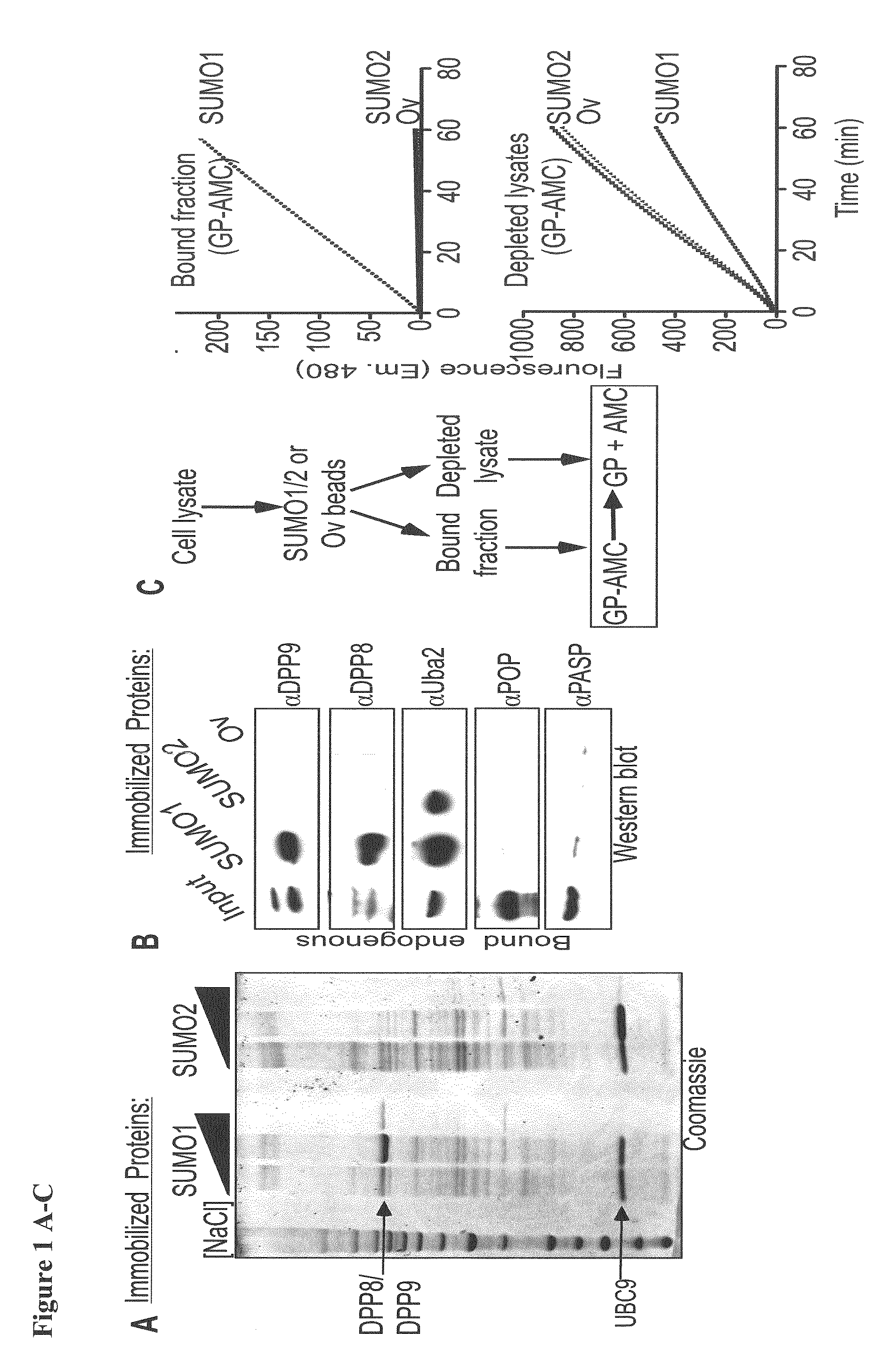 DPP8 and DPP9 Peptide Inhibitors