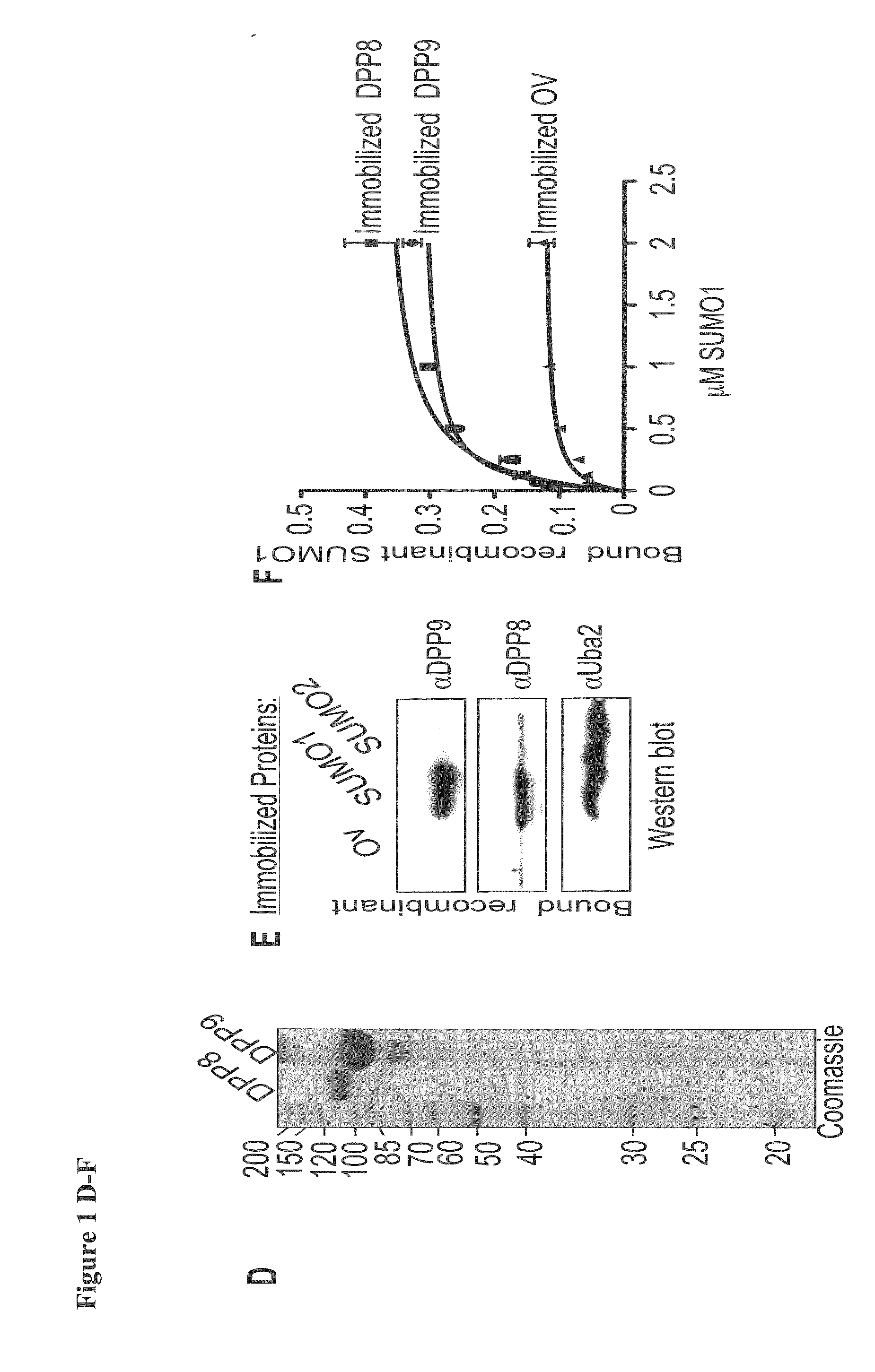 DPP8 and DPP9 Peptide Inhibitors