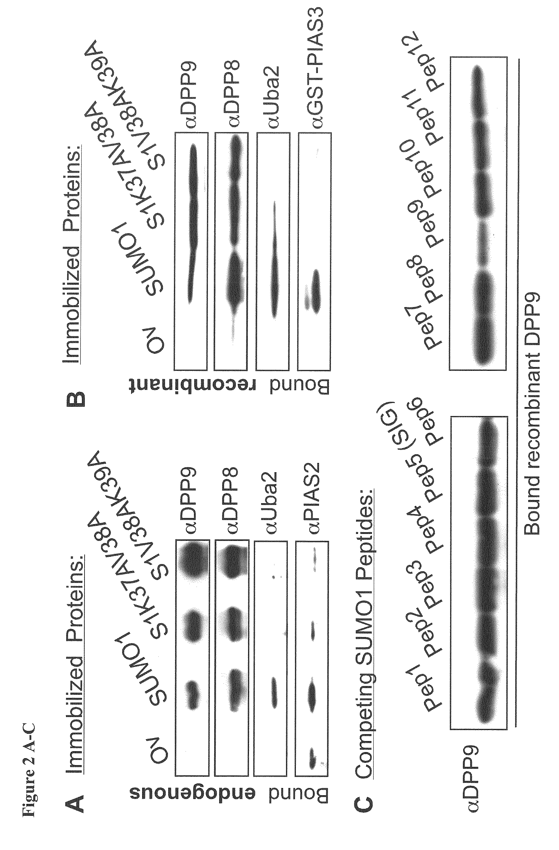 DPP8 and DPP9 Peptide Inhibitors