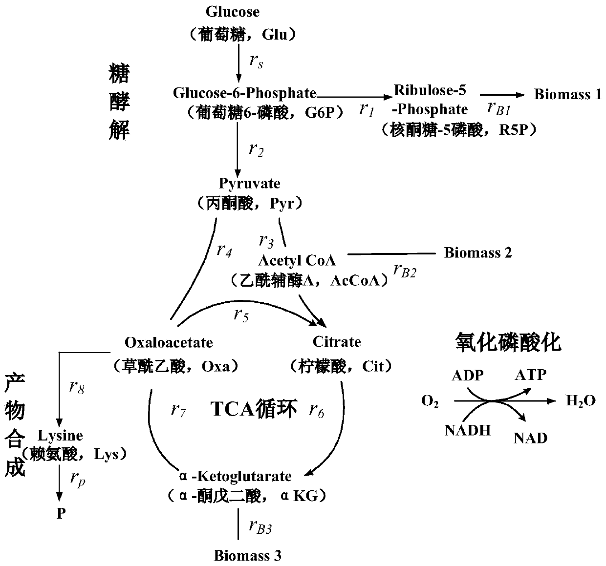 Macrodynamics and cell metabolic flux coupling modeling method in lysine biological manufacturing