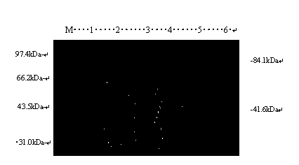 Type A foot-and-mouth disease CTL (cytotoxic T lymphocyte) epitope peptide and screening method thereof