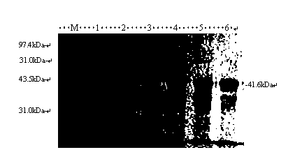 Type A foot-and-mouth disease CTL (cytotoxic T lymphocyte) epitope peptide and screening method thereof