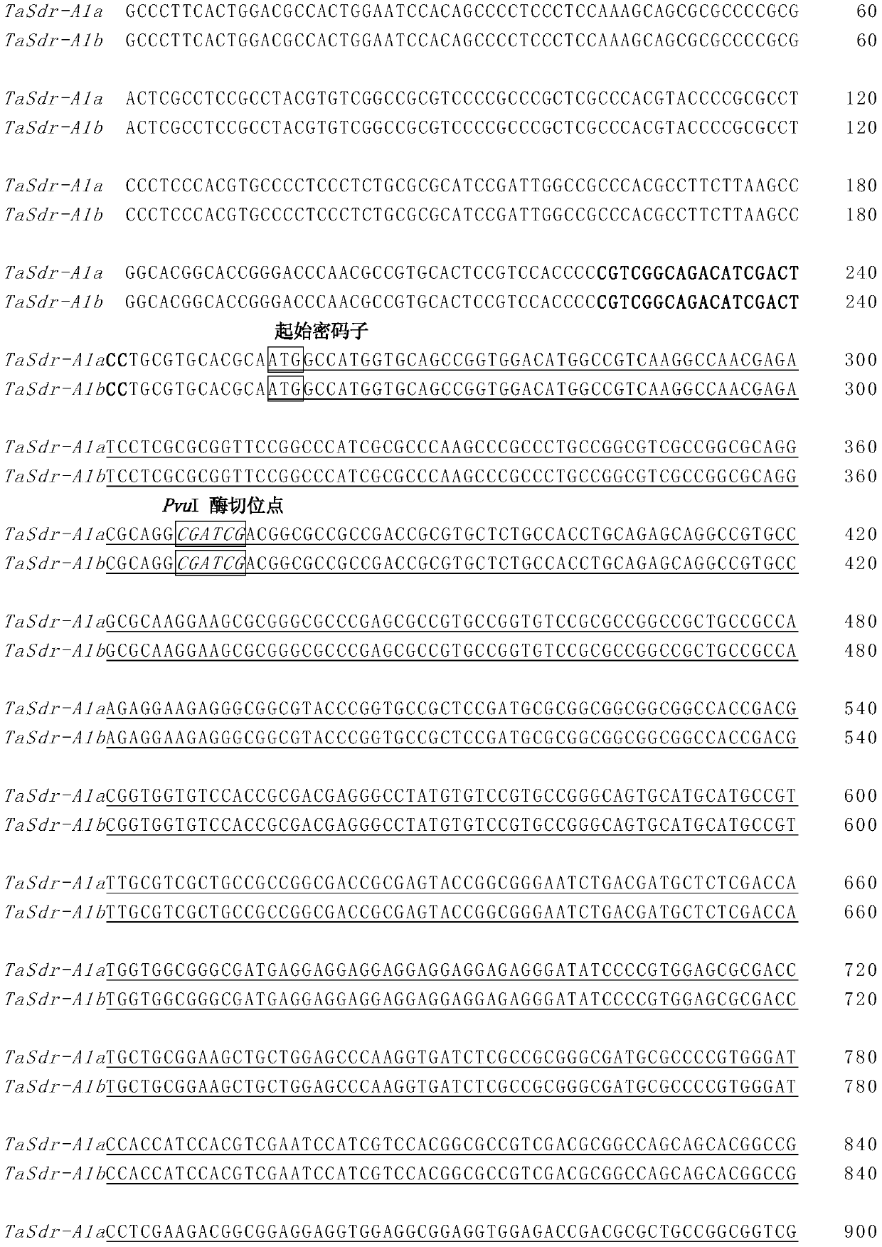 Molecular markers and specific primer pairs for identification of wheat grain germination traits and their applications