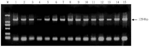 Molecular markers and specific primer pairs for identification of wheat grain germination traits and their applications