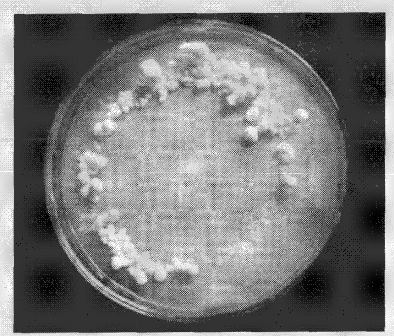 Method for quickly detecting fruiting performance of pleurotus nebrodensis