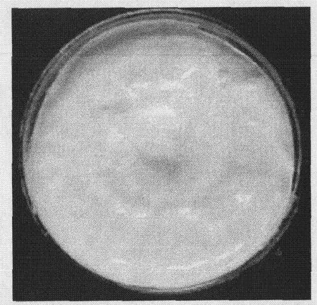 Method for quickly detecting fruiting performance of pleurotus nebrodensis