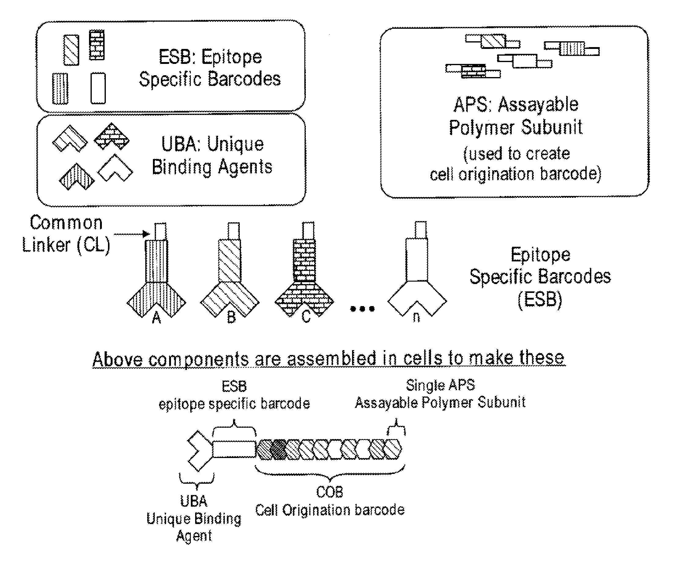 Increasing dynamic range for identifying multiple epitopes in cells