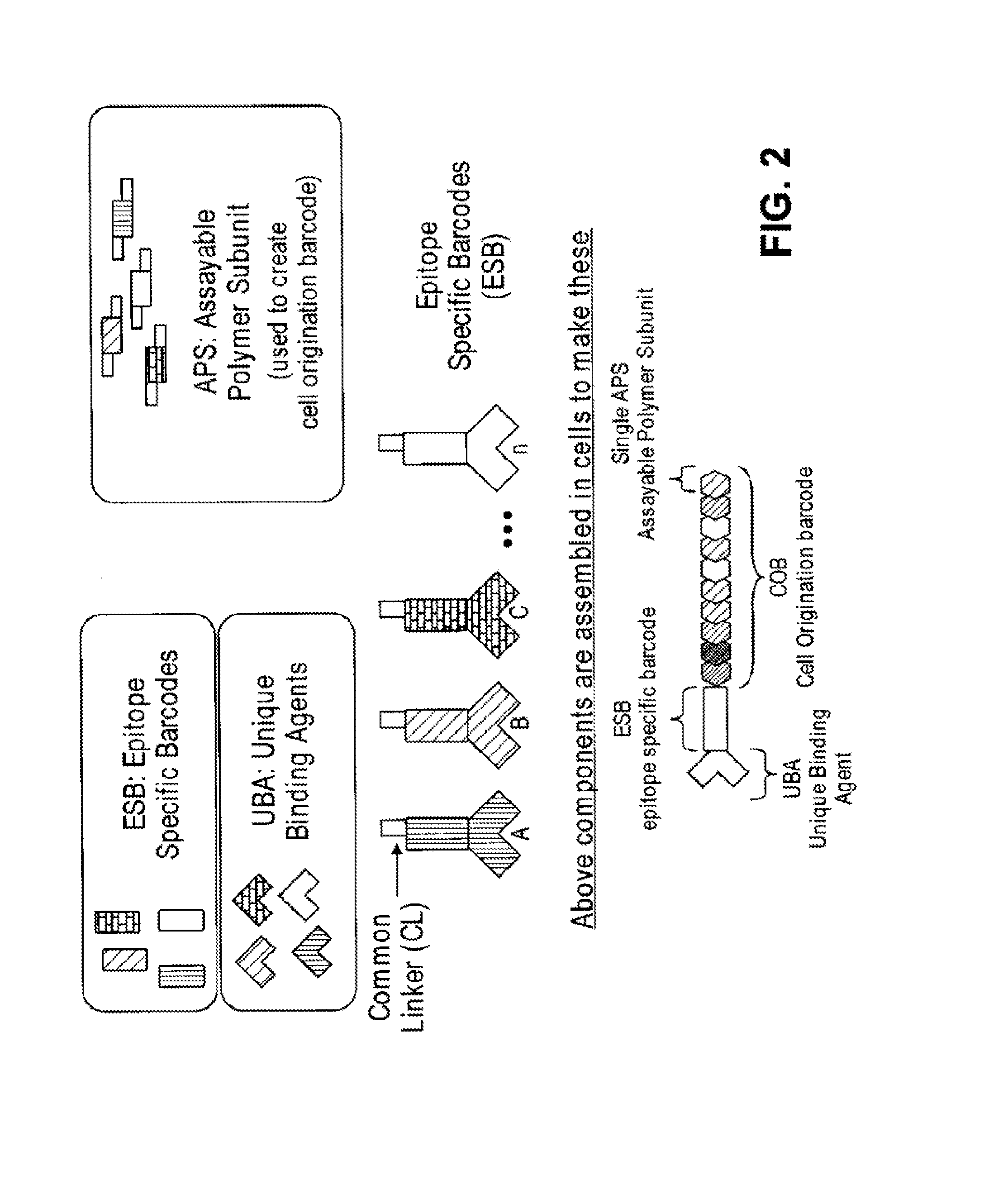 Increasing dynamic range for identifying multiple epitopes in cells